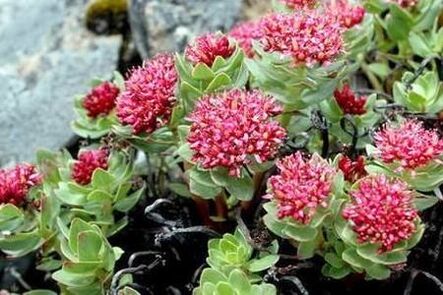 Rhodiola Pink, um die Erhöhung der Wirksamkeit der Tinktur vorzubereiten